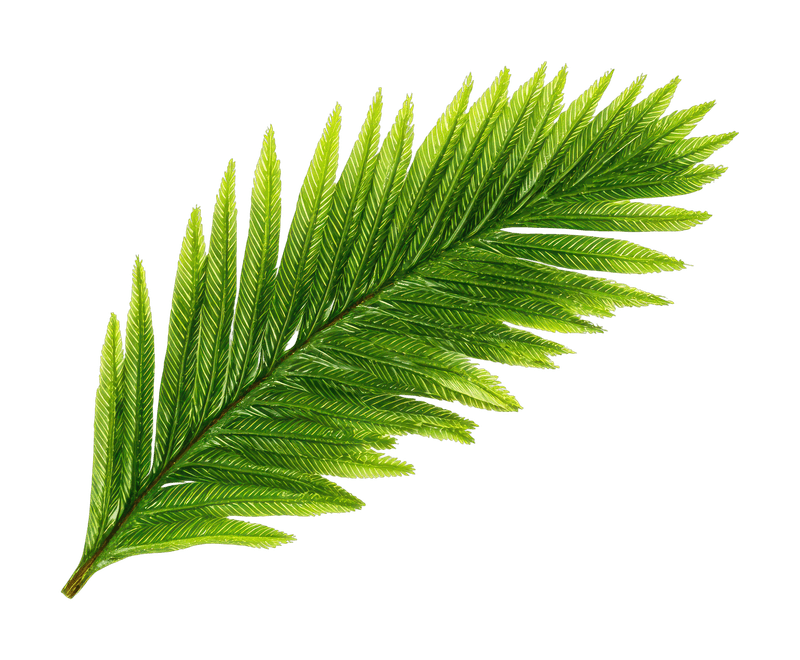 Branch